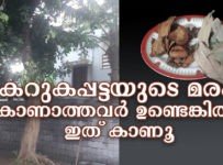 കറുക പട്ട മരം കണ്ടിട്ടുണ്ടോ