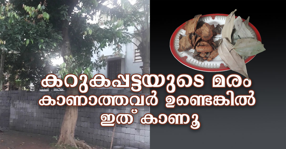 കറുക പട്ട മരം