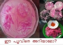ചാമ്പക്കാ പൂവ് കൊണ്ടൊരു ജ്യൂസ്
