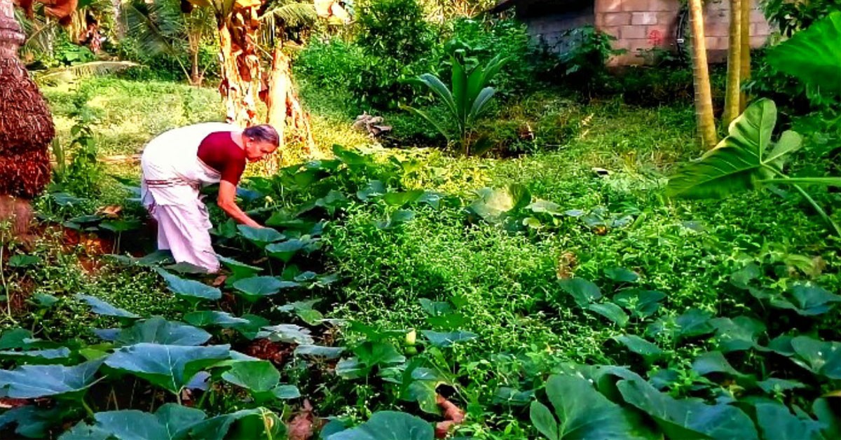 മത്തൻ ഇല തോരൻ