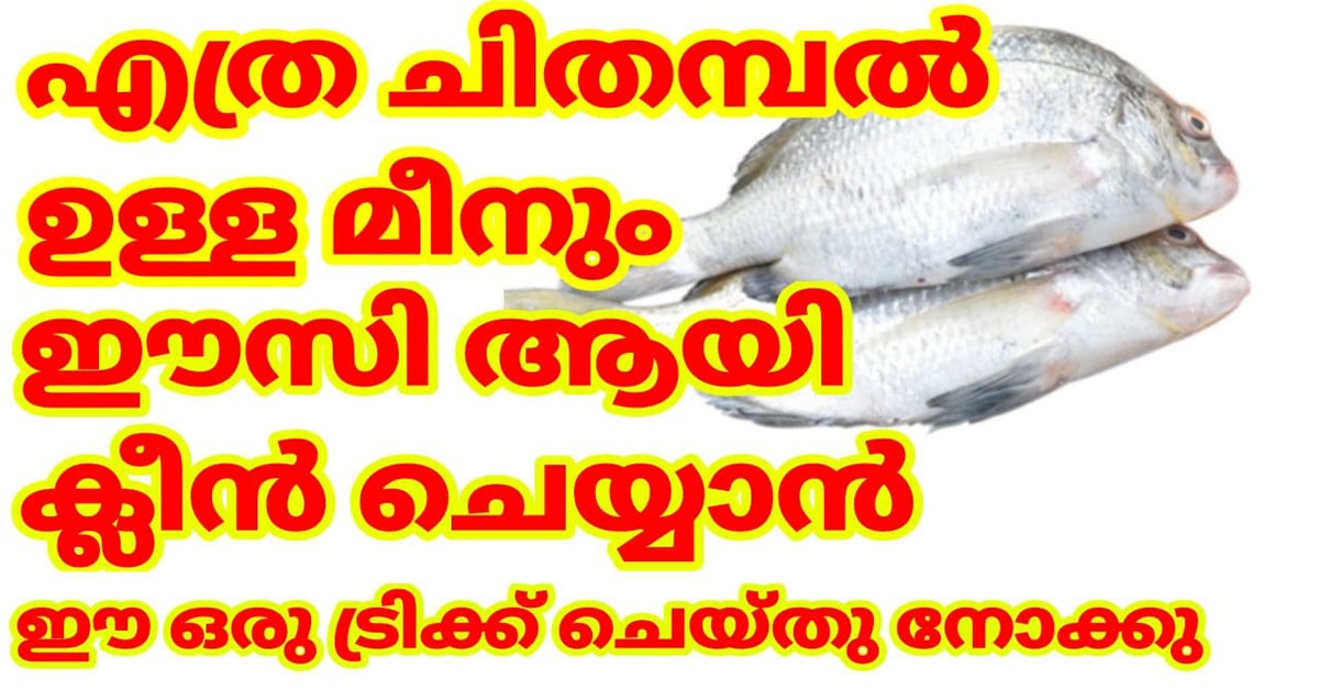 ചിതമ്പൽ