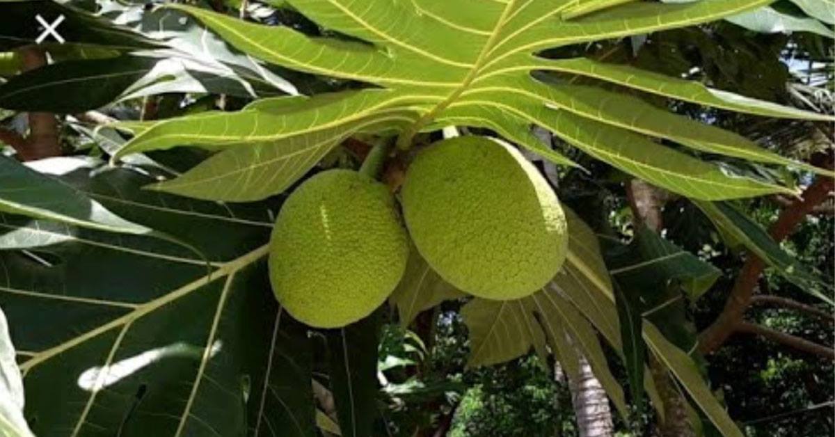 കടച്ചക്ക മസാല