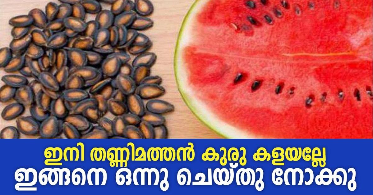 തണ്ണിമത്തൻ , കുമ്പളങ്ങ ,മത്തങ്ങാ ,വെള്ളരിക്ക തുടങ്ങിയവയുടെ കുരു ഒന്നും ഇനി കളയണ്ട..ഇങ്ങനെ ഉണ്ടാക്കാം