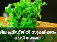 മല്ലിയില വളരെക്കാലം ഫ്രിഡ്ജിൽ സൂക്ഷിക്കാം ഇങ്ങനെ ചെയ്താൽ