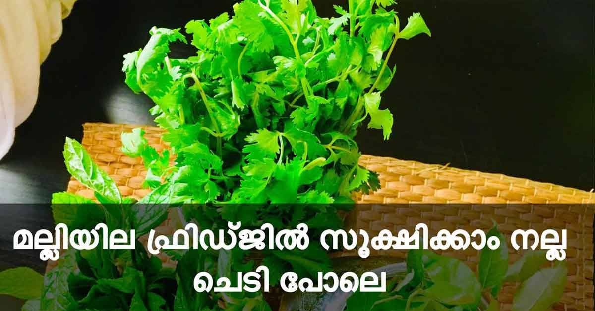 മല്ലിയില ഫ്രിഡ്ജിൽ സൂക്ഷിക്കാം നല്ല ചെടി പോലെ