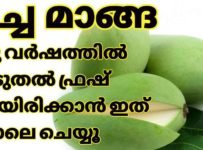 പച്ച മാങ്ങ വര്ഷങ്ങളോളം കേടു വരാതെ ഫ്രഷ് ആയി തന്നെ സൂക്ഷിക്കാം ഇങ്ങനെ ചെയ്താൽ.