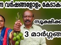 മാങ്ങ വർഷങ്ങളോളം കേടാകാതെ സൂക്ഷിക്കാൻ 3 മാർഗ്ഗങ്ങൾ