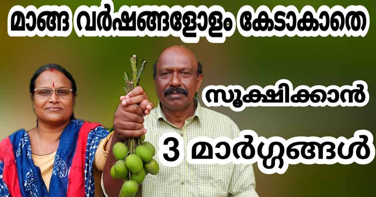 മാങ്ങ വർഷങ്ങളോളം കേടാകാതെ സൂക്ഷിക്കാൻ 3 മാർഗ്ഗങ്ങൾ