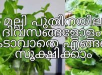 രണ്ടാഴ്ചയിലധികം മല്ലി പുതിനയില ഫ്രഷ്നെസ് നഷ്ടപ്പെടില്ല