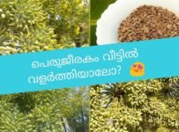 പെരുജീരക ചെടി വീട്ടിലും വളര്‍ത്താം