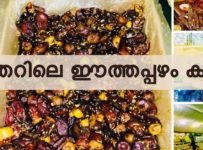 ഖത്തറിലെ ഈത്തപ്പഴ കൂട്ടം.