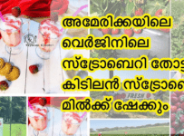 അമേരിക്കയിലെ വെർജിനിലെ സ്ട്രോബെറി തോട്ടവും കിടിലൻ സ്ട്രോബെറി മിൽക്ക് ഷേക്കും