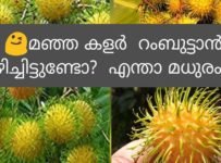 മഞ്ഞ കളറില്‍ മധുരമുള്ള റംബുട്ടാന്‍