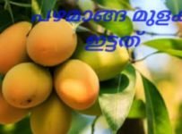 പഴമാങ്ങ മുളക് ഇട്ടത് കഴിച്ചിട്ടുണ്ടോ