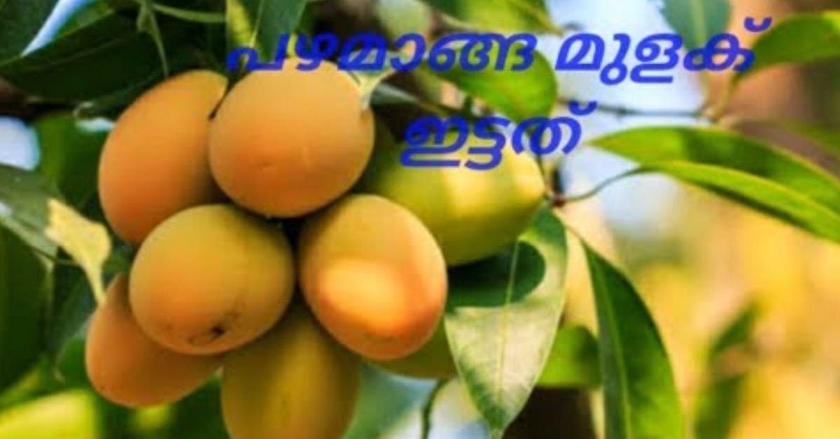 പഴമാങ്ങ മുളക് ഇട്ടത്