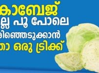 കാബേജ് നല്ല പൂ പോലെ അരിഞ്ഞെടുക്കാൻ ഇതാ ഒരു ട്രിക്ക്