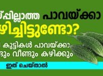 കയ്പ്പില്ലാത്ത പാവയ്ക്കാ കഴിച്ചിട്ടുണ്ടോ? ഇനി കുട്ടികൾ പാവയ്ക്കാ വീണ്ടും വീണ്ടും കഴിക്കും