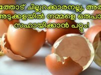 നിങ്ങൾ ഇതുവരെ കേൾക്കാത്ത മുട്ടത്തോടിന്റെ ഉപയോഗങ്ങൾ അറിയണ്ടേ??ഇത് കണ്ടാൽ ഒരിക്കലും വെറുതെ ആവില്ല..