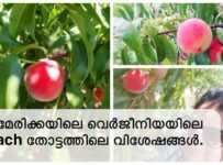 അമേരിക്കയിലെ വെർജീനിയയിലെ peach തോട്ടത്തിലെ വിശേഷങ്ങൾ