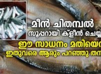 മീൻ ചിതമ്പൽ സൂപ്പറായി ക്‌ളീൻ ചെയ്യാൻ ഈ സാധനം മതിയെന്ന് ഇതുവരെ ആരും പറഞ്ഞു തന്നില്ല
