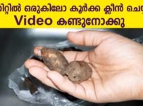 5 മിനിറ്റിൽ ഒരുകിലോ കൂർക്ക ക്ലീൻ ചെയ്യാം. Video കണ്ടുനോക്കു
