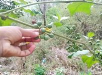ചുണ്ടക്ക വീട്ടിൽ ഉള്ളവർ ഈ തോരൻ ഉണ്ടാക്കി നോക്കൂ. ഇത്രേം ടേസ്റ്റ് ഉണ്ടെന്നു കരുതിയില്ല
