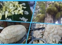 ചക്കച്ചുള ഉപ്പിട്ട് പുഴുങ്ങിയത് | ചക്കപ്പഴം എളുപ്പത്തിൽ നാന്നാക്കുന്ന വീഡിയോ