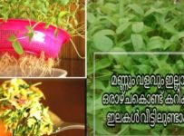 വിഷമില്ലാത്ത ഇലക്കറി കഴിക്കണോ മണ്ണും വളവും ഇല്ലാതെ നമ്മുടെ വീട്ടിൽ ഉണ്ടാക്കാം
