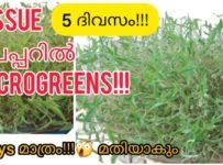 5 ദിവസം കൊണ്ട് tissue പേപ്പറിൽ വീട്ടിലേക്കുള്ള ഇലക്കറികൾ തയ്യാറാക്കാം