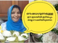 ഔഷധഗുണമുള്ള ഈ ഇലയിൽ ഇടിയപ്പം തയ്യാറാക്കിയിടുണ്ടോ???