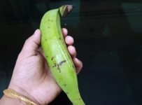 ഒരു കായ ഉണ്ടെങ്കിൽ ഉച്ചക്കും രാത്രിയിലേക്കും ഉള്ള കറി ഉണ്ടാക്കാം